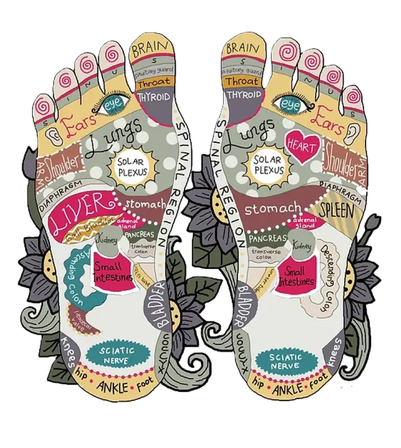 Illustration of reflexology foot map used in therapy sessions.